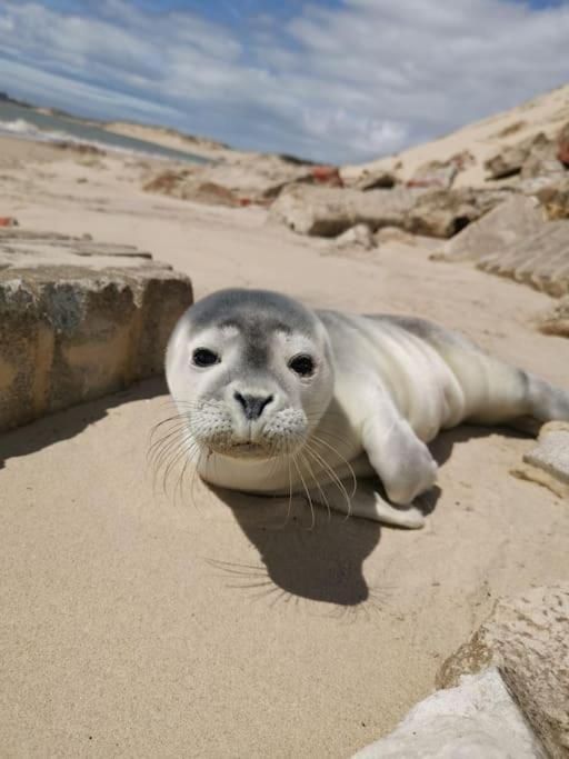 Cozy D'Opale Charmant T1 Bord De Mer Cour Privee Et Clot Wifi 3 Pers Animaux Acceptes Gratuit Apartment Berck ภายนอก รูปภาพ