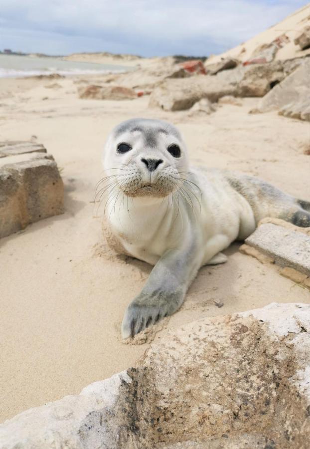 Cozy D'Opale Charmant T1 Bord De Mer Cour Privee Et Clot Wifi 3 Pers Animaux Acceptes Gratuit Apartment Berck ภายนอก รูปภาพ